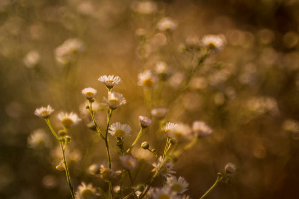 istock Oxeye Daisies at the golden hour 1003400464