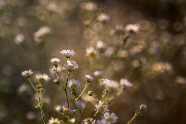 istock Oxeye Daisies in the golden hour 1003402636
