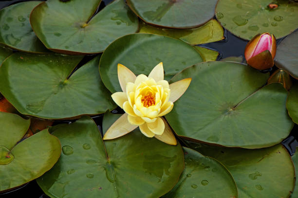 istock Beautiful water lilies blossoming in a pond 1003403430