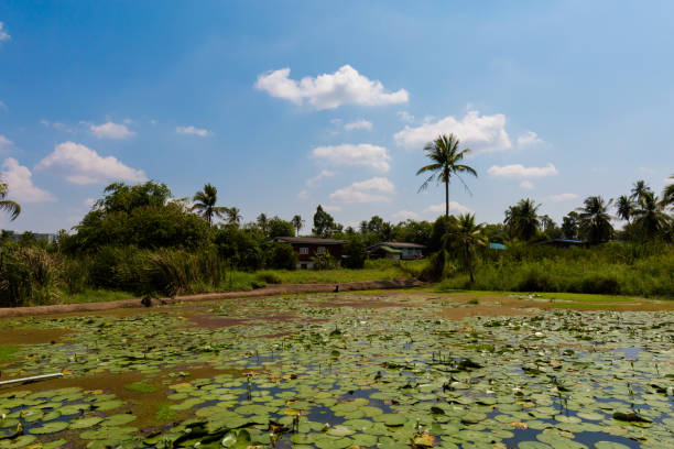 istock Lake on Koh Kret island 1003404858