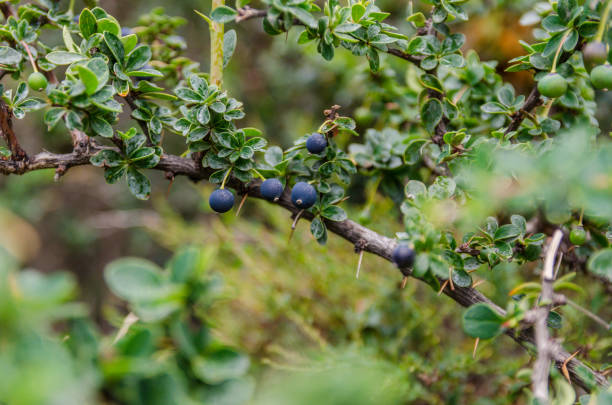 frucht von calafate - fruto stock-fotos und bilder