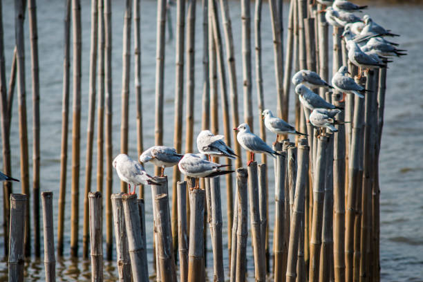 istock Seagulls with sunset at Bang Pu beach Samutprakarn,Thailand 1003408152