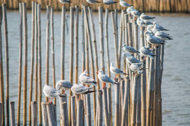 istock Seagulls with sunset at Bang Pu beach Samutprakarn,Thailand 1003408294