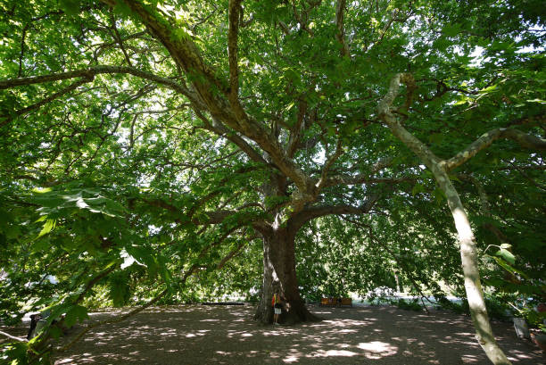 istock An old tree with a lush crown and sloping branches giving a big shadow and people resting on a bench under it 1003408404