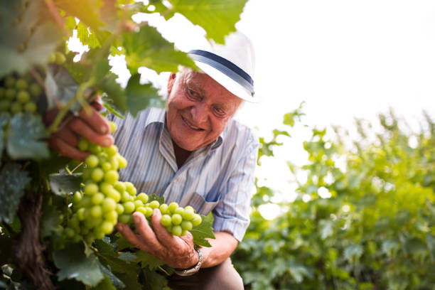 istock Senior wine-maker checking the quality of grapes 1003411356