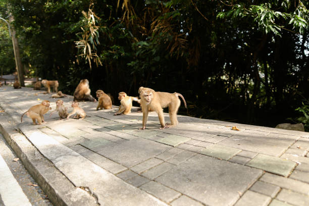 istock Cute monkey family walking on road in Thailand 1003412028