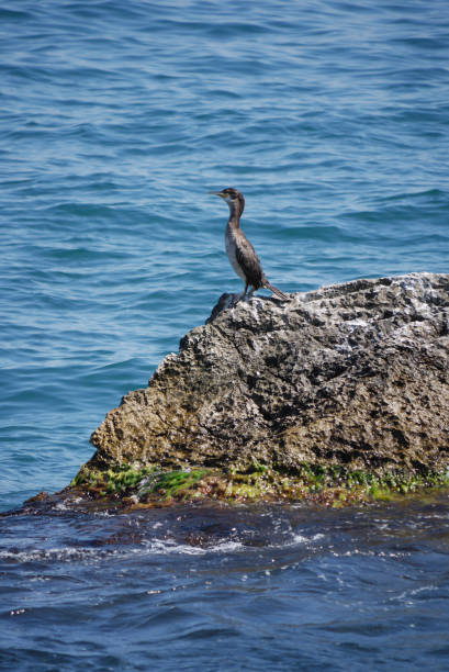 istock a bird sitting on the rocks and staring into the sea 1003413340