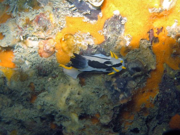 istock Polycera capensis-Crowned nudibranch in Chowder Bay, Sydney, Australia 1003415448
