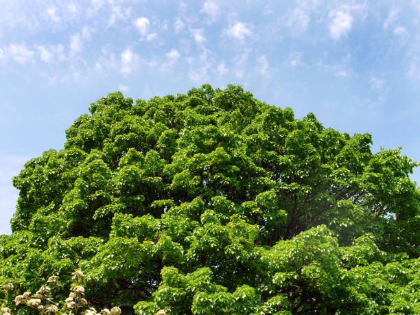 istock Lush, large crown of a tree with green leaves on a blue sky background 1003417264