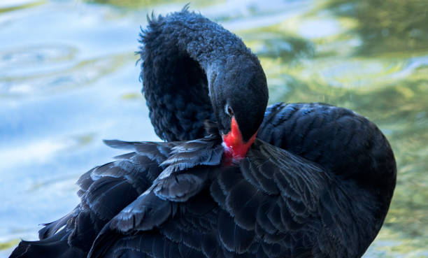 istock A black swan arranges his feathers near the pond. 1003420658