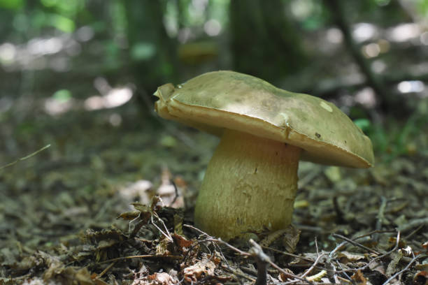 istock Boletus edulis - edible mushroom 1003421228