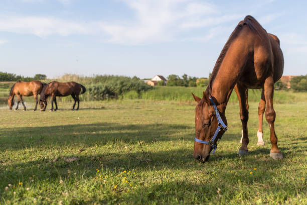 istock Grazing horse landscape 1003421618