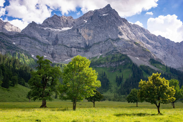 istock Maple trees on a meadow in Karwendel mountain range in Austria 1003422102