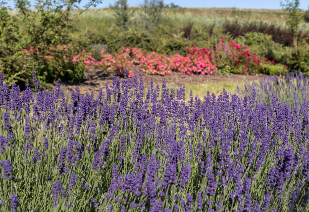 istock Garden with the flourishing lavender 1003423424