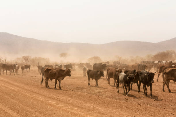 istock cows grazing in the desert Namib Namibia Africa 1003425768