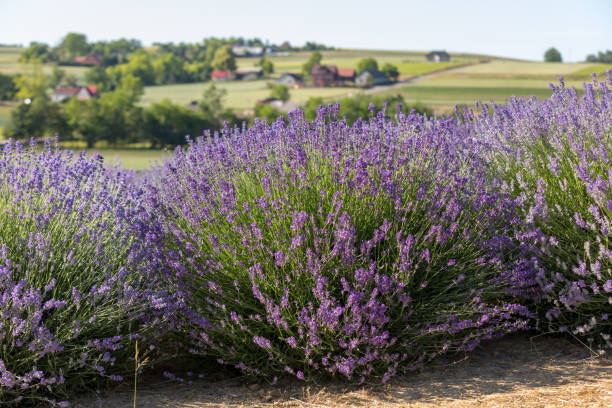 istock Garden with the flourishing lavender 1003426040