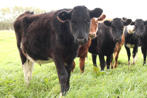 istock Close-up of Cows Grazing in Paddock 1003426332