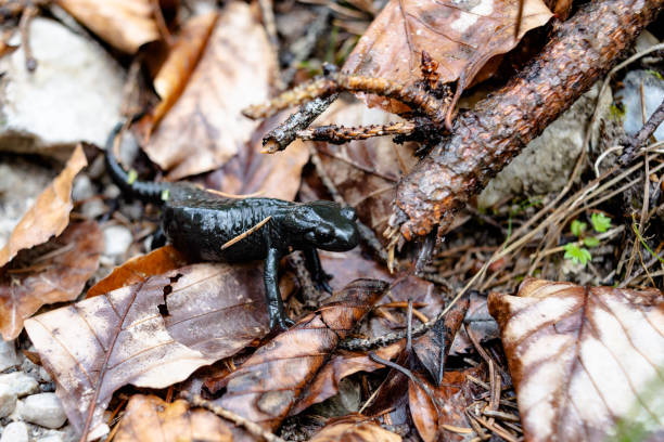 A frontal closeup of an aquatic female alpine salamander, Ichthyosaura alpestris veluchiensis