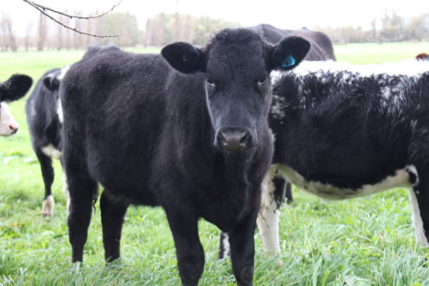 istock Close up of Cows Grazing in Paddock 1003426886