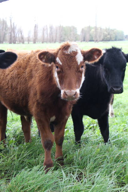 istock Close up of jersey cow Grazing in Paddock 1003427558
