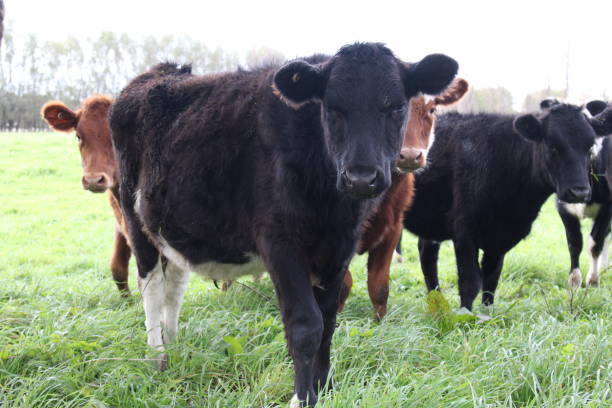istock Close-up of Cows Grazing in Paddock 1003427612
