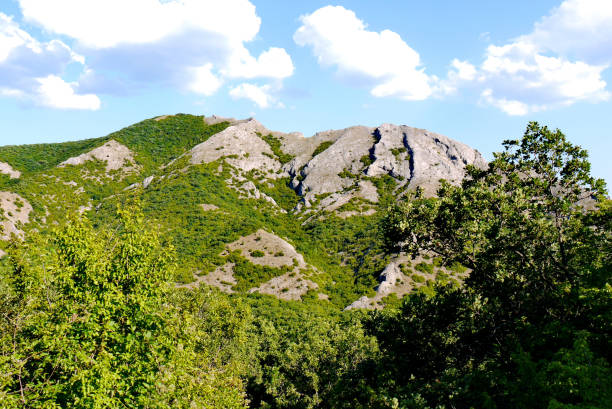 istock A magnificent green forest under a blue sky on the background of grass-covered mountains 1003433096