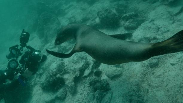istock Sea lion says hi to camera, Galapagos 1003442730