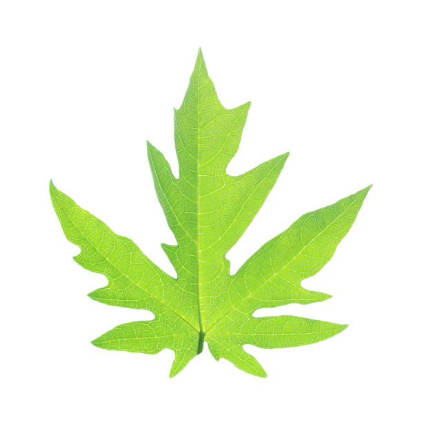 istock green leaves isolated on white background 1003444946