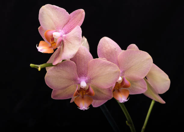 istock Pastel orchid flower isolated on black background 1003449778