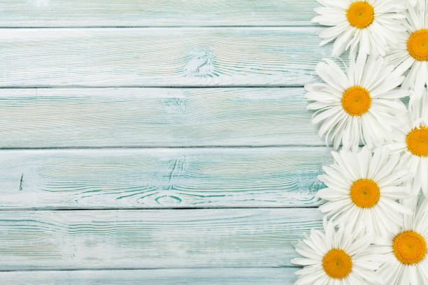 istock Garden chamomile flowers on wooden background 1003458028