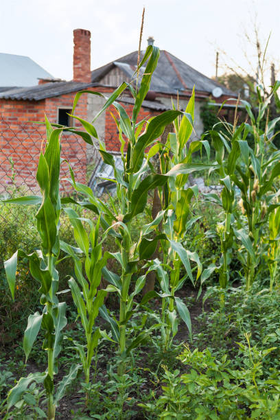 istock corn bushes in country garden in summer evening 1003475172