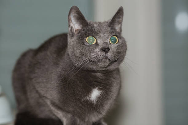 istock European type cat in a Belgian family 1003475484