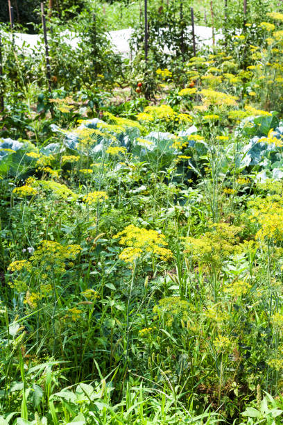 istock green vegetable garden with hotbed in sunny day 1003480370