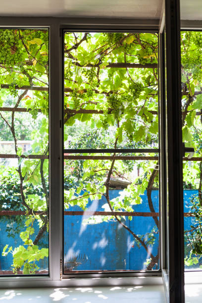 istock view of vineyard on backyard through home window 1003480714