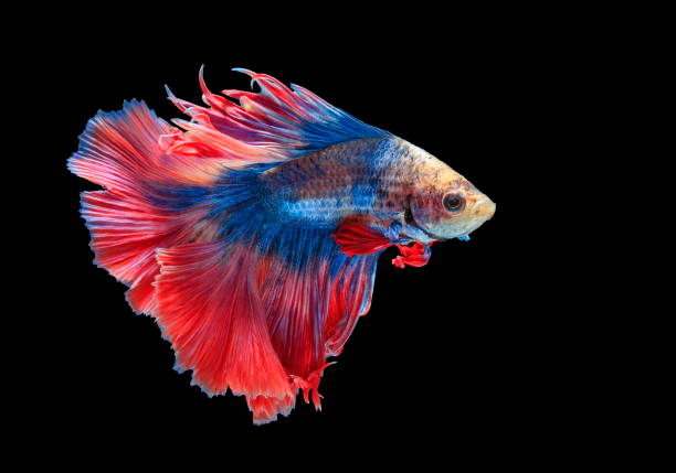 istock Fighting fish, beautiful fish, beautiful color fighting fish Siam, black background. 1003481500