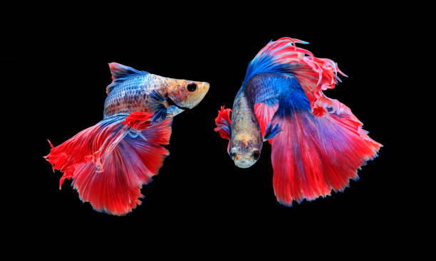 istock Fighting fish, beautiful fish, beautiful color fighting fish Siam, black background. 1003481528