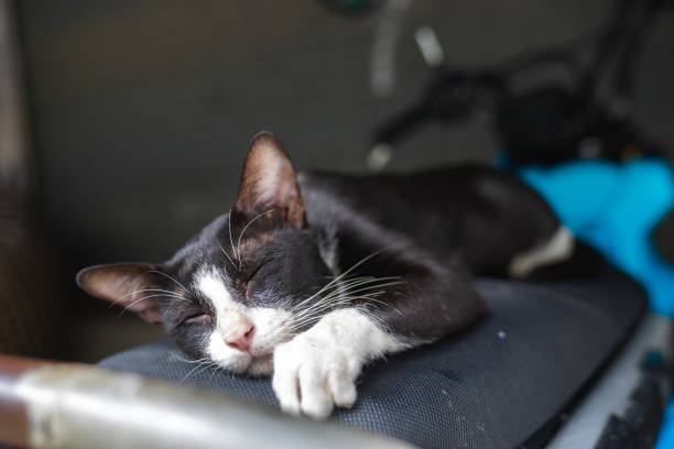 a black and white stray cat sleeping on a motorbike