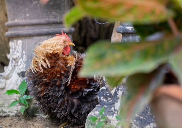 Dominique chickens with black and white feathers as pet in back garden stock photo