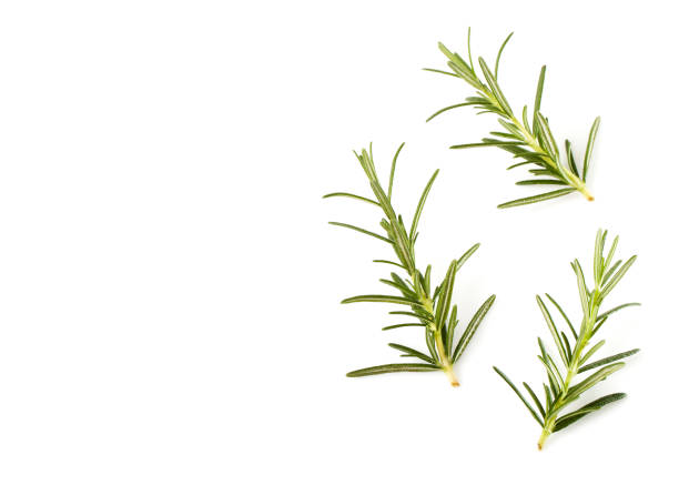 istock rosemary isolated on white background 1003485622