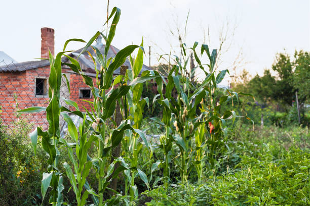 istock corn plants in country garden in summer evening 1003488698