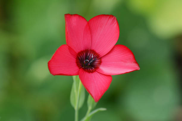 Red Flower Macro Photography · Free Stock Photo