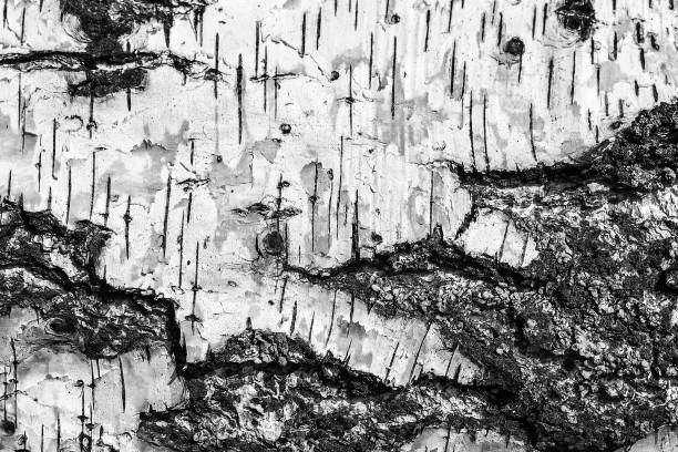 istock the bark of birch texture. wooden background for design 1003493672
