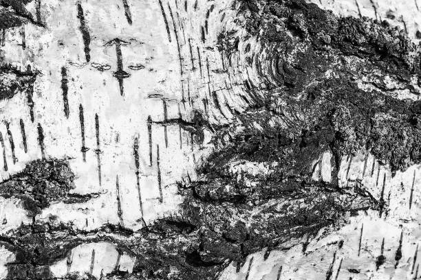 istock the bark of birch texture. wooden background for design 1003493776
