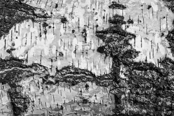 istock the bark of birch texture. wooden background for design 1003493882