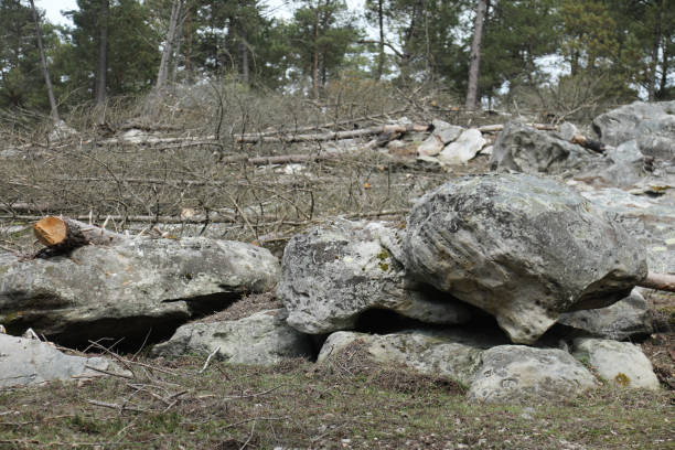 Nice forest landscape near Nemours city France