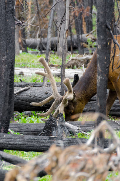 istock deer in Yellowstone National Park 1003494480