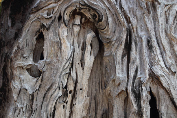 istock Old natural wooden shabby background close up 1003494812