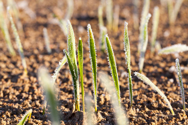 green wheat in a frost