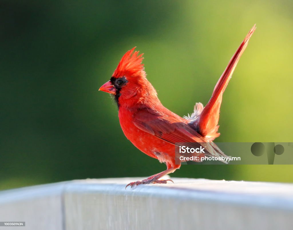 Male Northern Cardinal A male northern cardinal standing on a railing. Animal Stock Photo