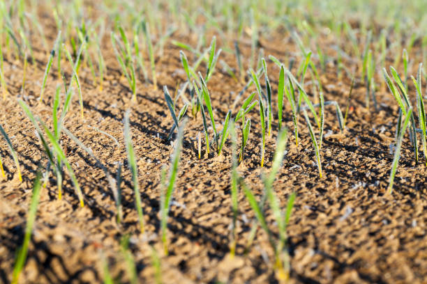 istock new crop of wheat 1003501620